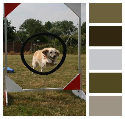 Pet Dog Dog School Image